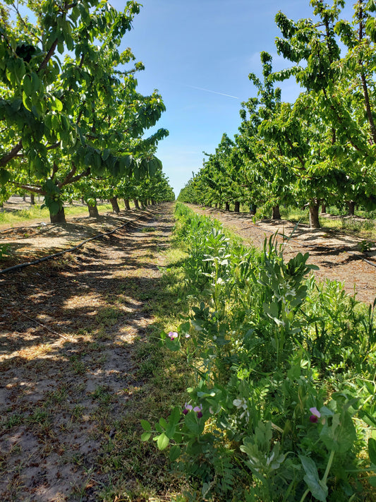 Sustainable Farming with Cover Crops