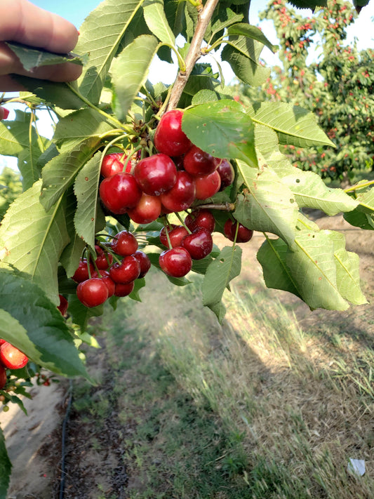 Cherry Crop Assessment After Brief Spring Storm