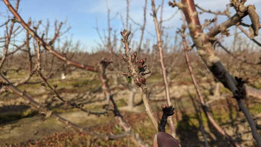 January Lodi Blooms Photo