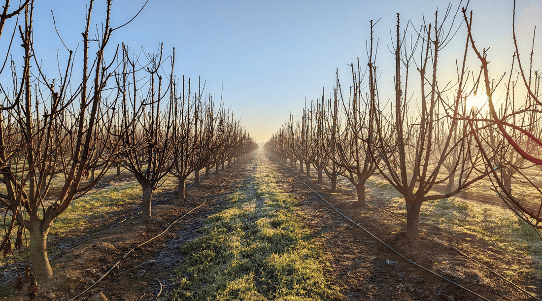 Winter's Whisper to Spring: The Science of Chill Portions for Cherries