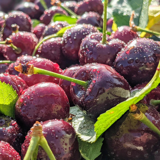 Cherry Season in Full Swing!