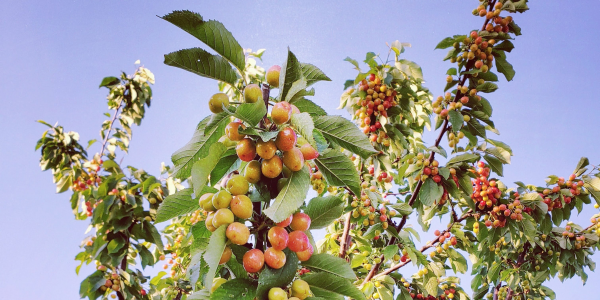 The Complete History Of Cherries And Its Origins | Blooms Cherries