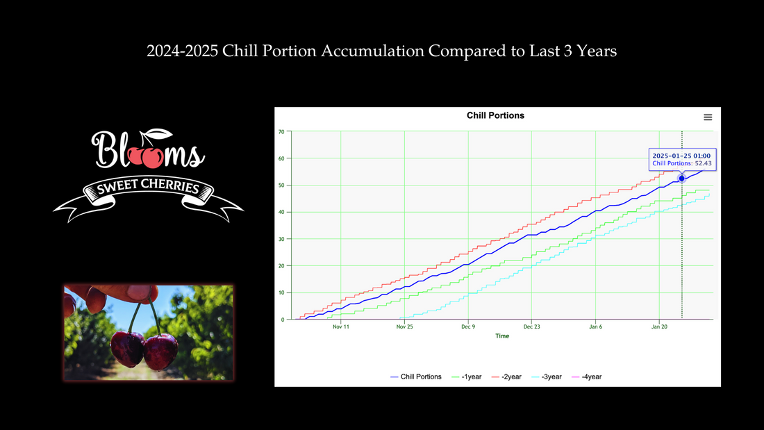 Orchard Insider: Chill Portions & the 2025 Cherry Crop