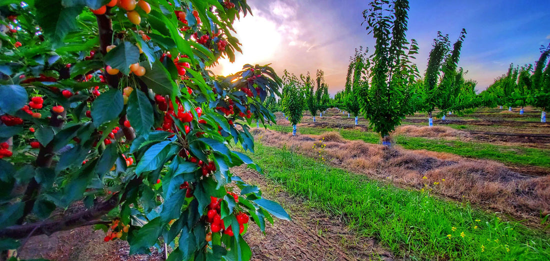 When Is Cherry Season? In California And Beyond… | Blooms Cherries