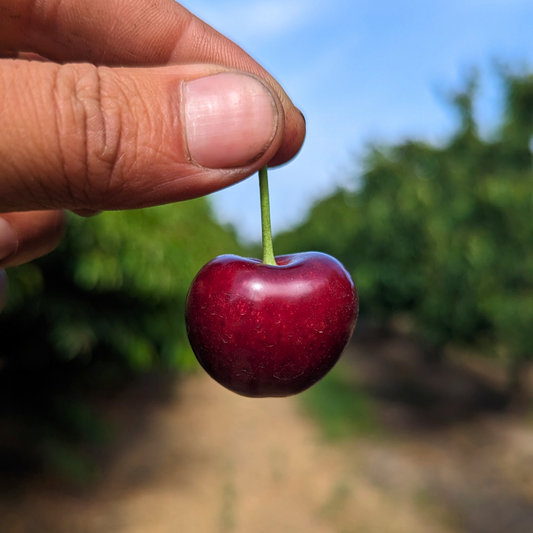 Farmers Choice Cherries