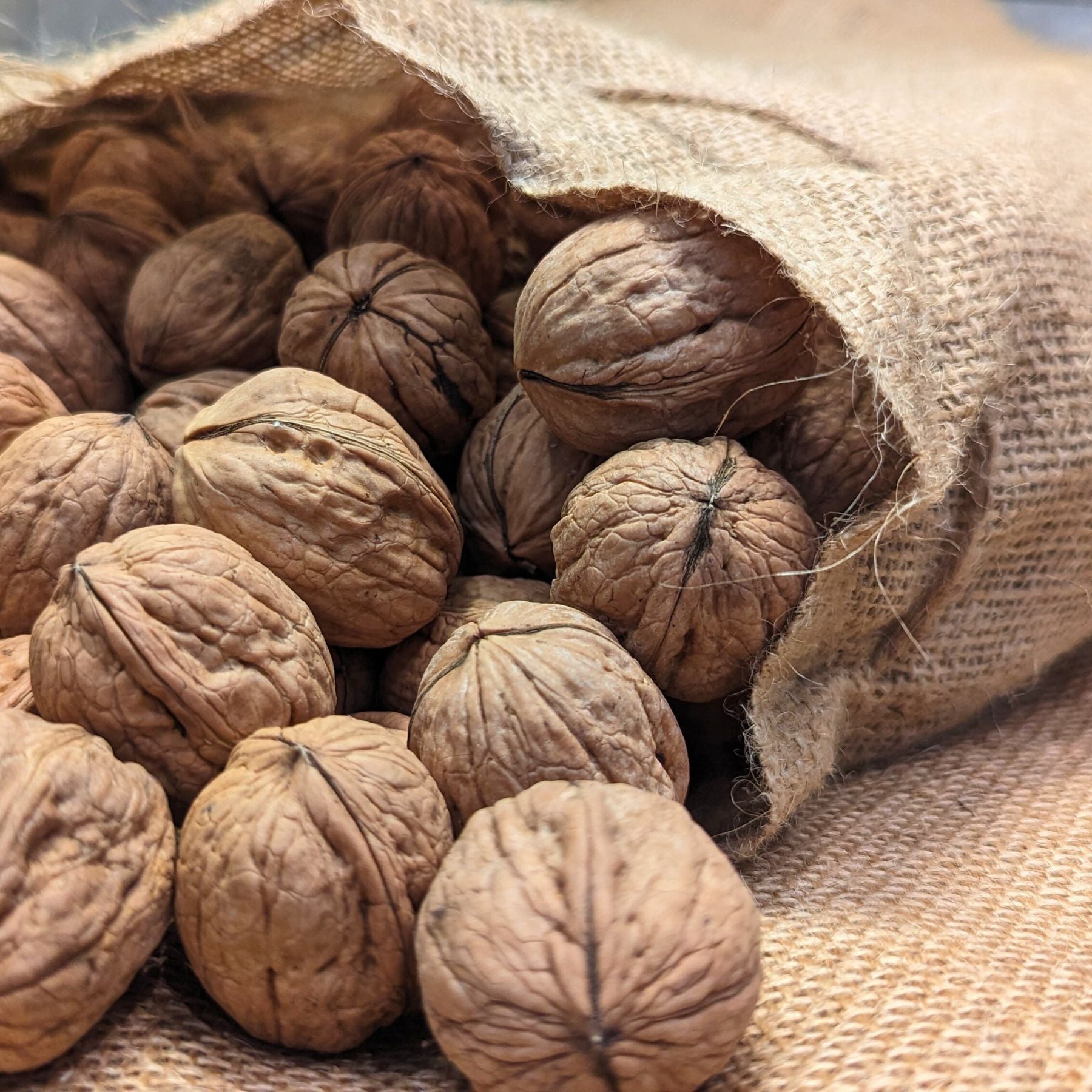 chinchiolo farming in-shell california walnuts