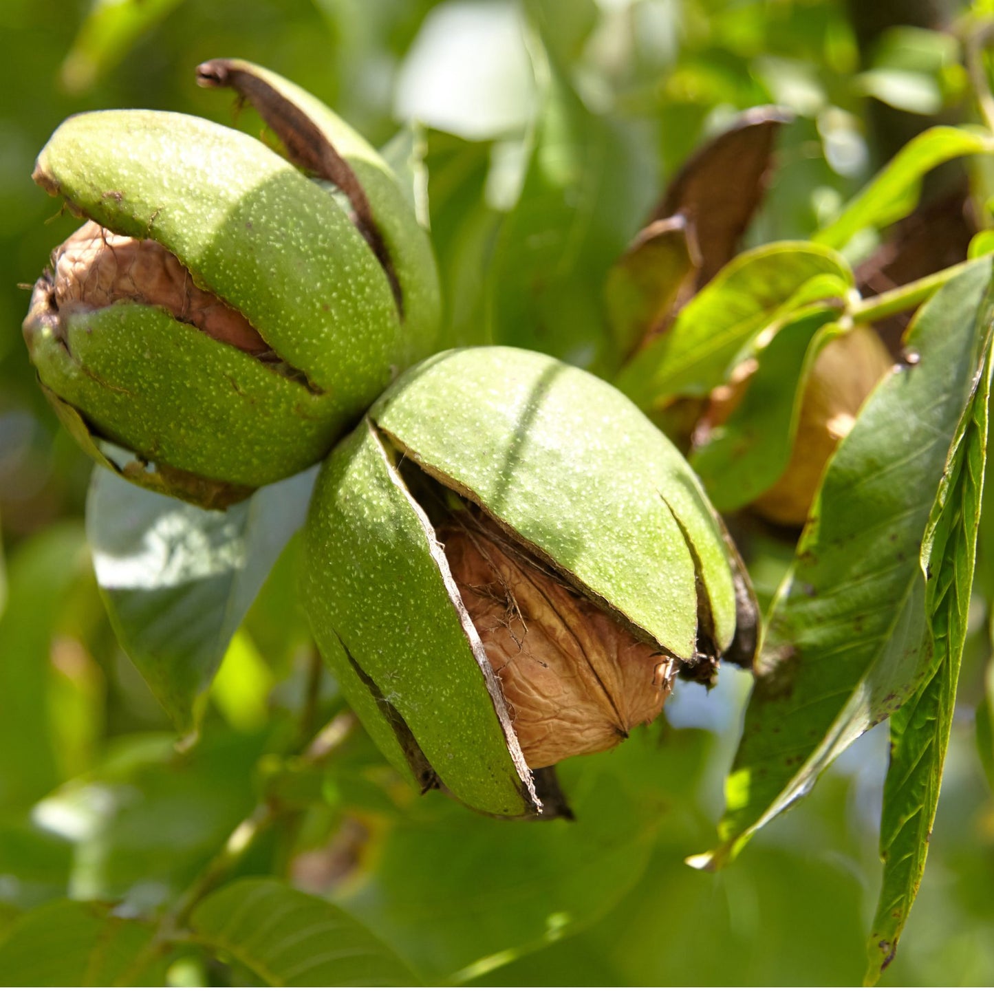 Premium In-Shell California Walnuts