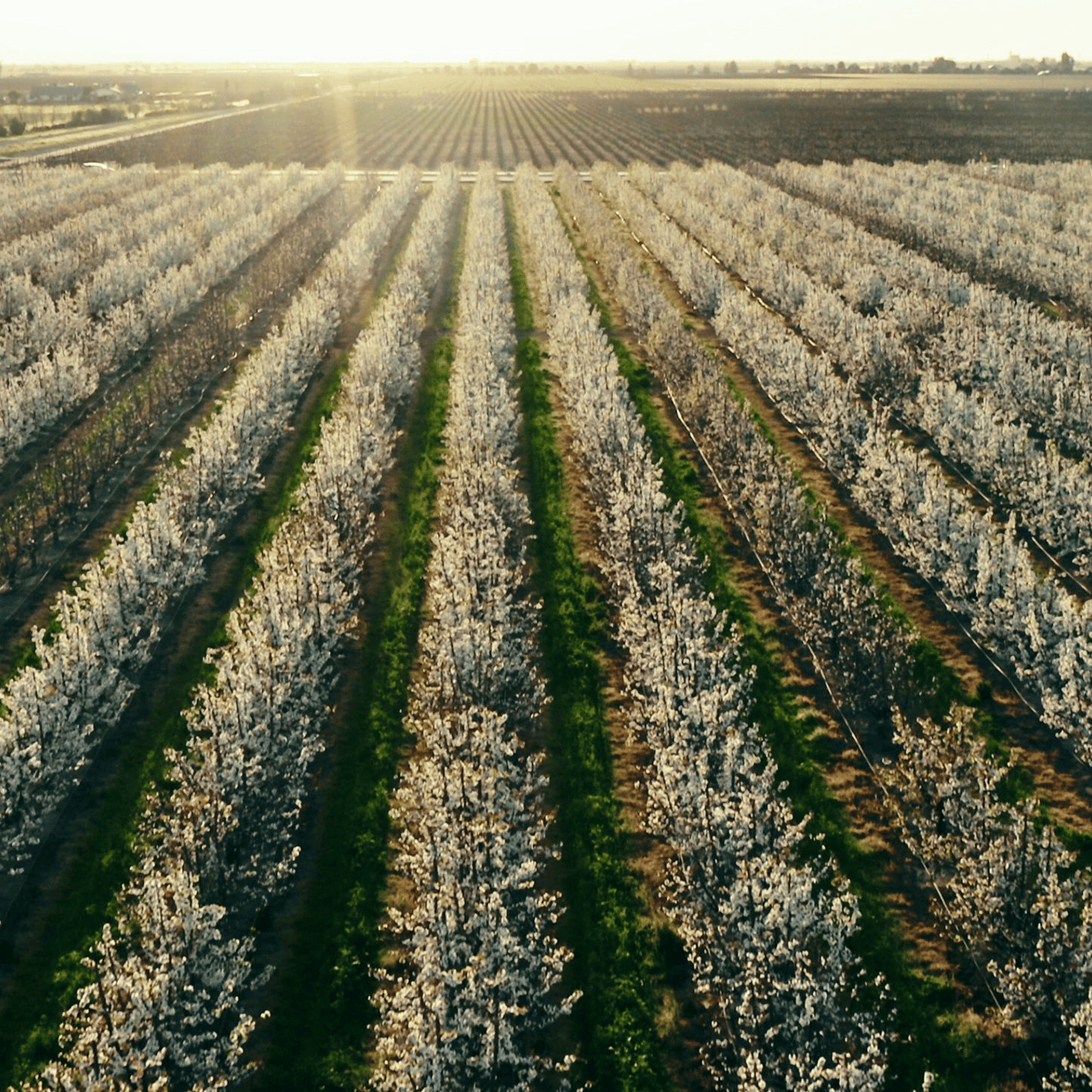 Lodi Blooms Cherry Blossom Photo Session 🌸