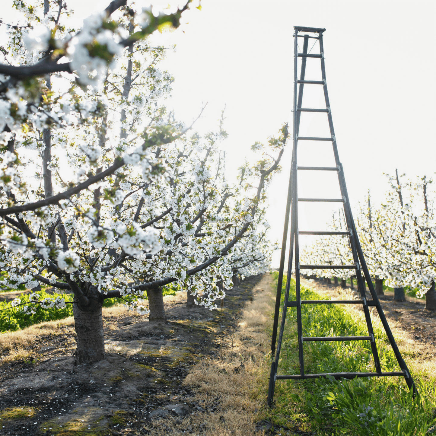 Lodi Blooms Cherry Blossom Photo Session 🌸