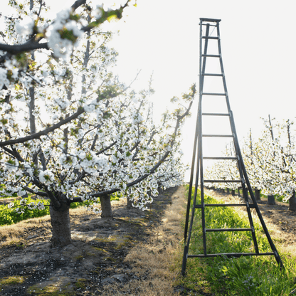 Lodi Blooms Cherry Blossom Photo Session 🌸