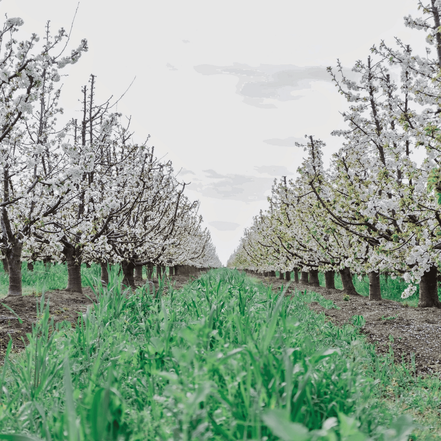 Lodi Blooms Cherry Blossom Photo Session 🌸