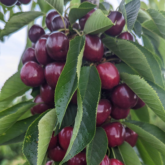 Grand Finale Lapin Cherries