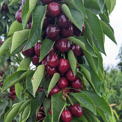 Grand Finale Lapin Cherries