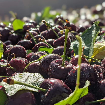 Pre-Order: Farmer's Choice Cherries