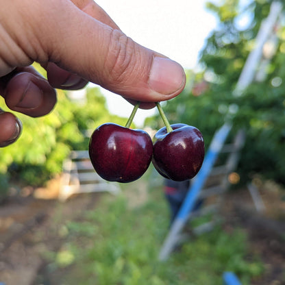 Pre-Order: Farmer's Choice Cherries