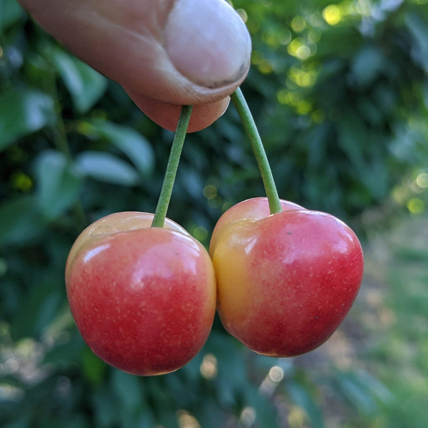 Rainier Cherries