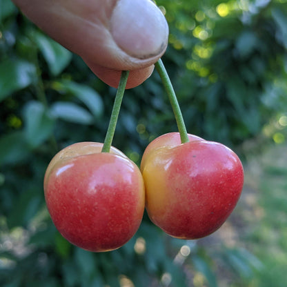 Rainier Cherries