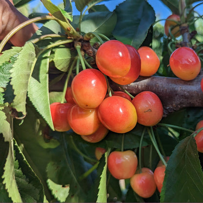 Rainier Cherries