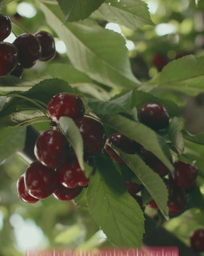 Rainier Cherries