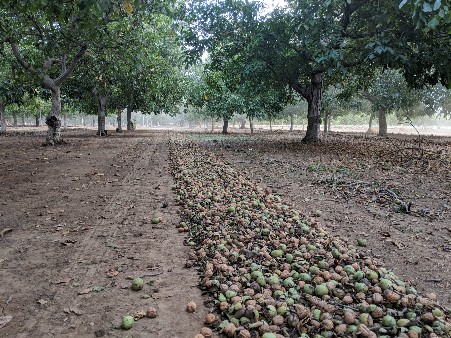 The Walnut Harvest Tour 🌳