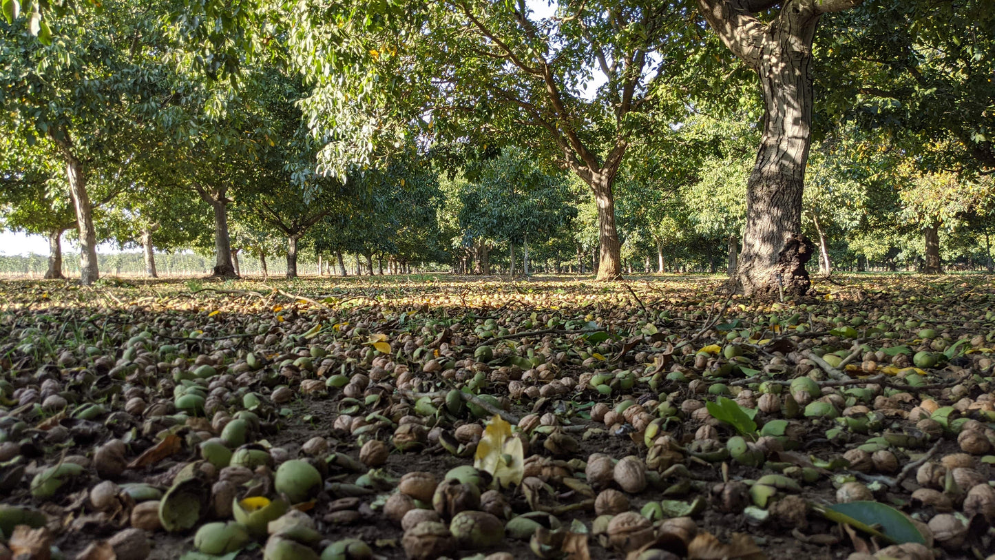 The Walnut Harvest Tour 🌳