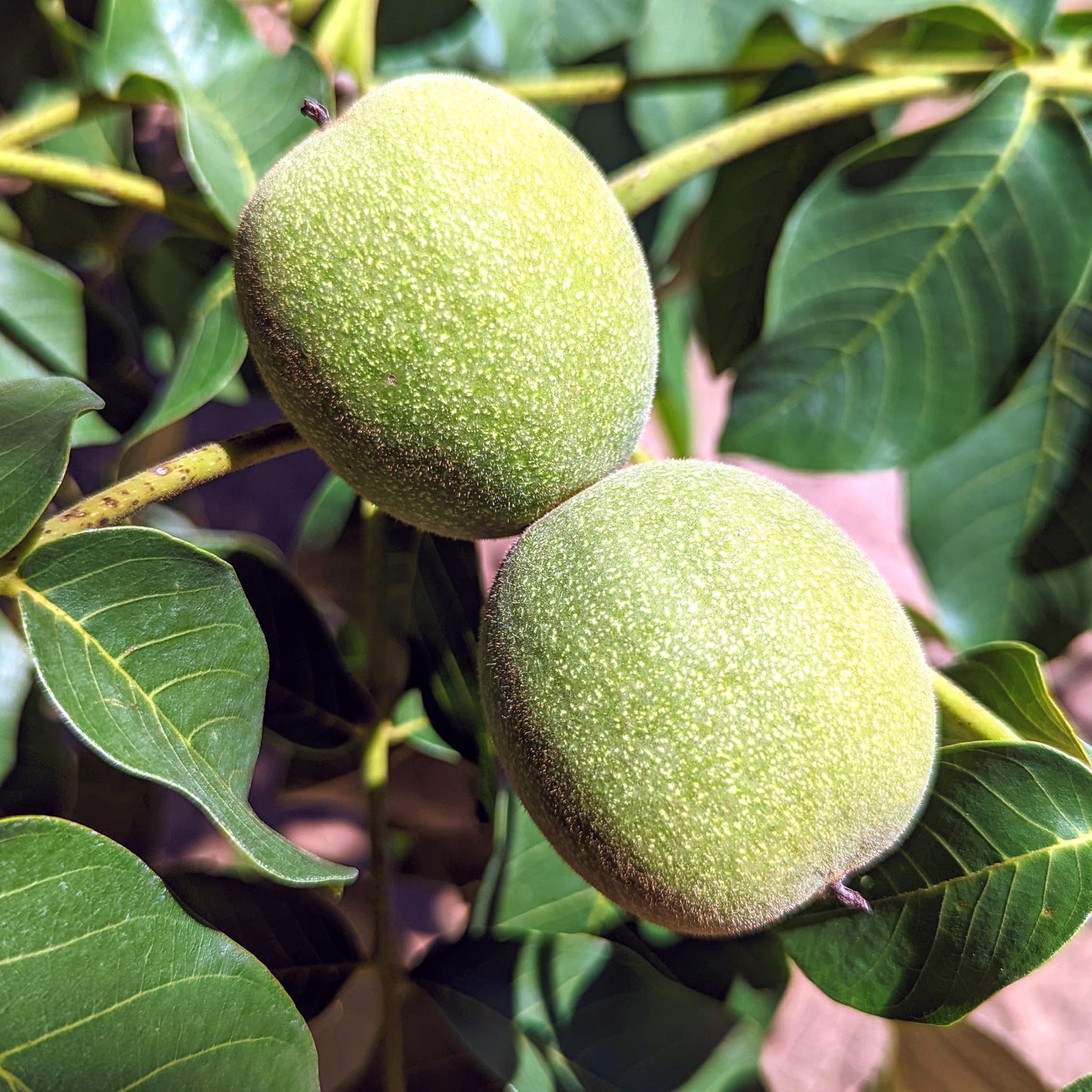 Premium Shelled California Walnuts